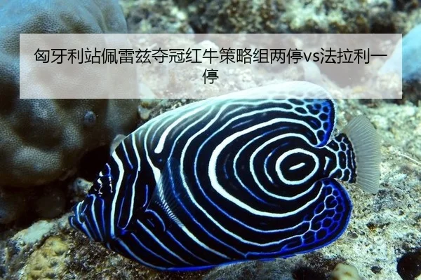 xiong-ya-li-zhan-pei-lei-zi-duo-guan-hong-niu-ce-lve-zu-liang-ting-fa-la-li-yi-ting-3-684.jpg